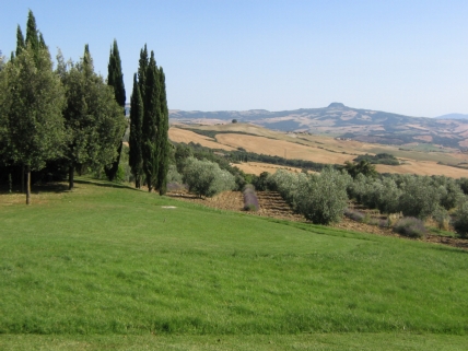 cypress trees hillside