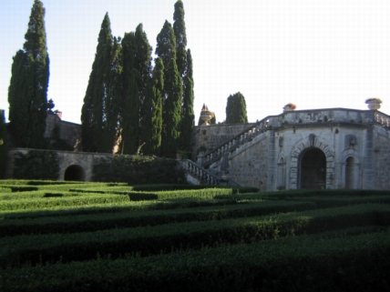 cypress trees