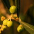 olives