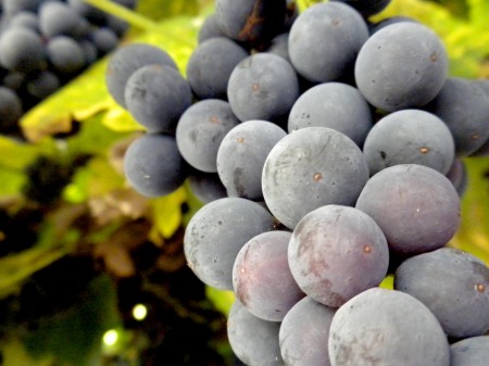 grapes