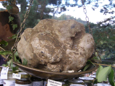 apecchio truffle grande