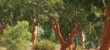 corktrees corktrees