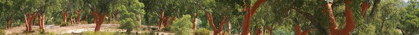 corktrees