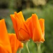 poppies3