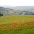 CofT poppy field