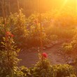sun garden