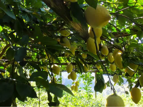 lemon grove