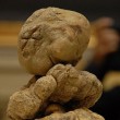 Italian White Truffle Italian White Truffle