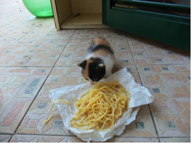 Amalfi kitten