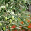olive-branch