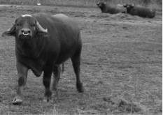Buffalo