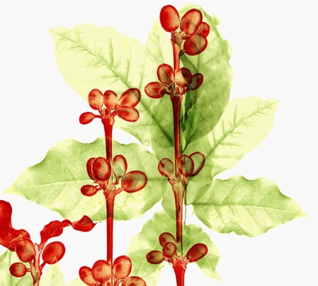 illy coffee plant