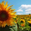 Tuscan.sunflowers