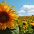 Tuscan.sunflowers