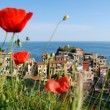 Cinque Terre poppy view
