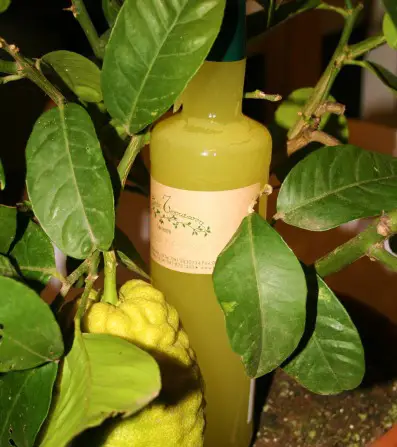 Limoncello from Sorrento Food and Stuff