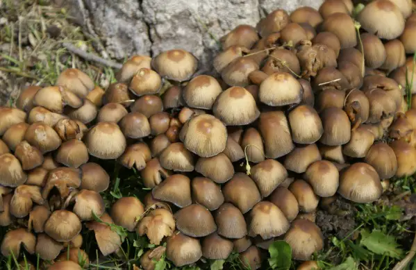 porcini mushroom cluster