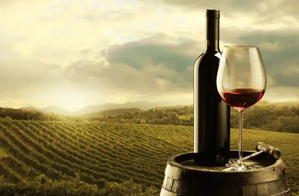 red wine glass vineyard