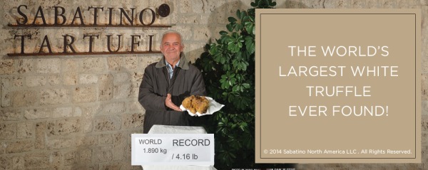 Sabatino largest white truffle