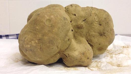 Sabatino 4.16lb-truffle