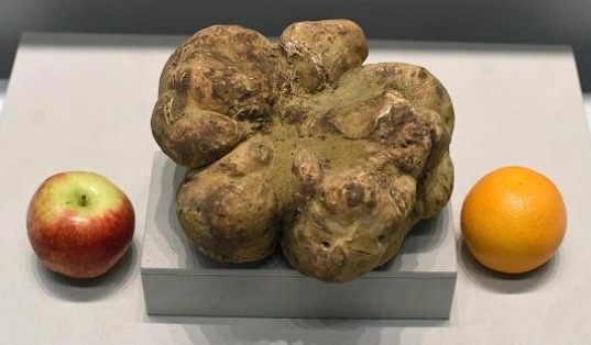white truffle 4.16