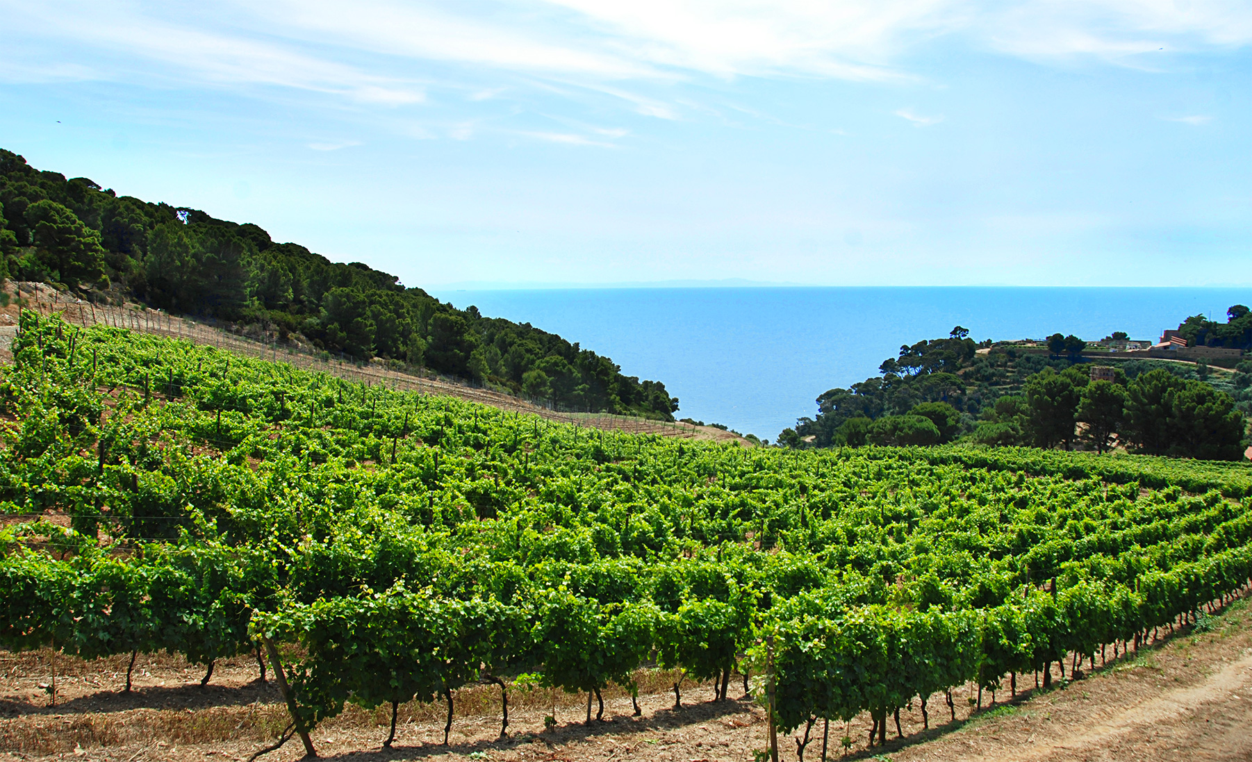 Frescobaldi Gorgona vineyard
