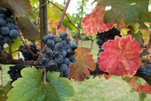 Harvest Time in Tuscany